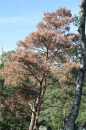 bois du sud-ouest de Milly